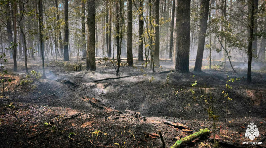 Ущерб от пожара в Воронежском заповеднике составил 174 млн рублей