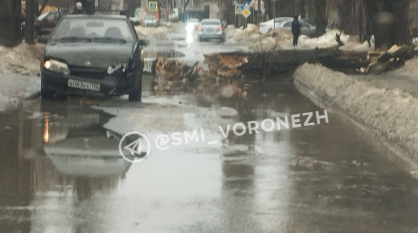 В воронежском микрорайоне ВАИ дерево рухнуло на автомобиль