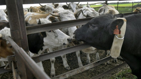 Строительство биржи скота в Воронежской области профинансирует «Сбербанк» 