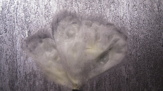 В Воронеже пройдет благотворительный аукцион в поддержку онкобольных детей