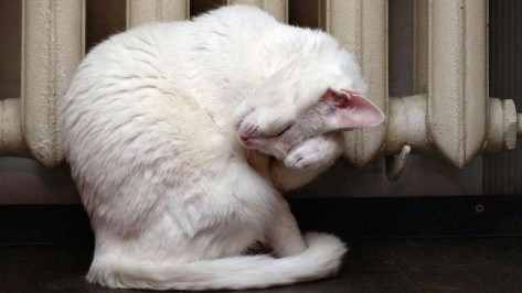 Мэрия Воронежа: «Завершения отопительного сезона пока не планируется»