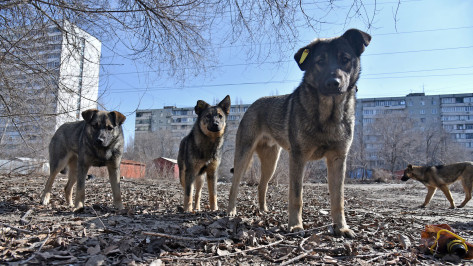 В мэрии отреагировали на нападение собак на ребенка в Воронеже