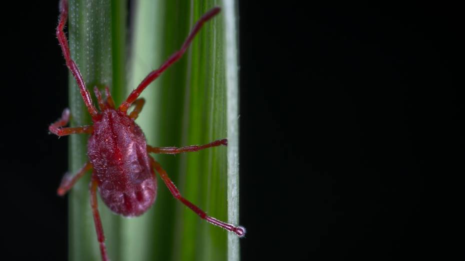 За 5 дней клещи покусали 78 воронежцев