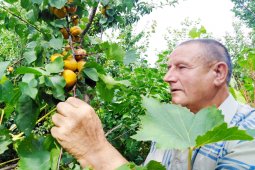 «Творческий процесс». Житель Воронежской области выводит новые сорта плодовых деревьев