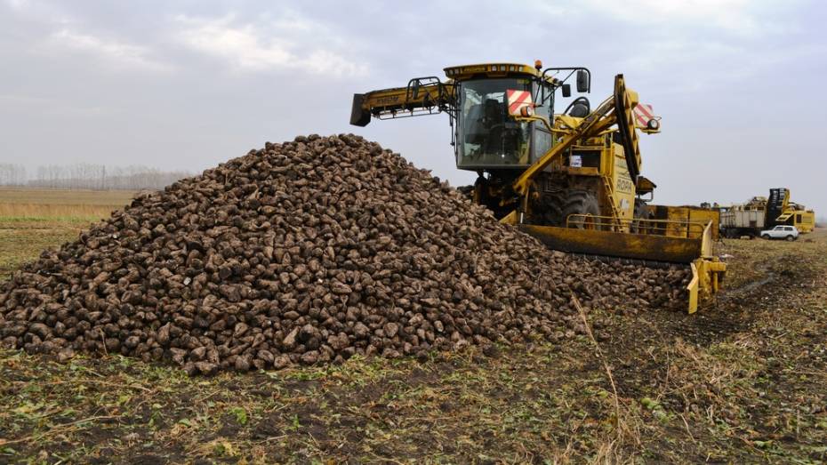 Нижнедевицкие аграрии завершили уборку сахарной свеклы