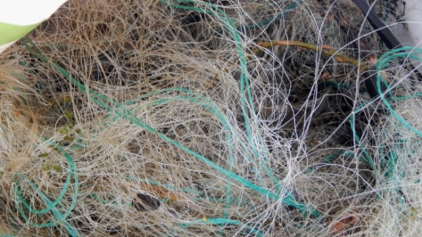 Воронежские рыбаки выловили 382 кг браконьерских сетей из водохранилища