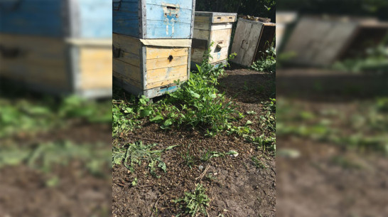 В Павловском районе на пасеках погибли пчелы