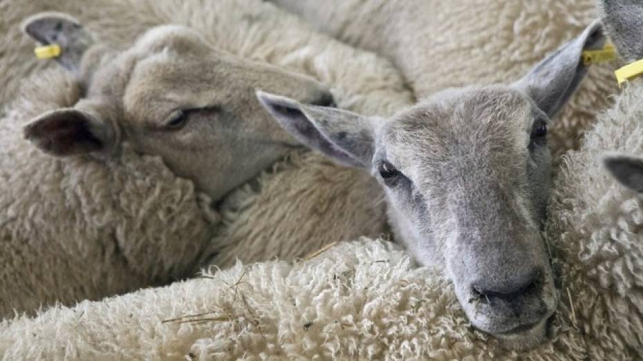 В Богучаре сельчанин украл с фермы 10 овец