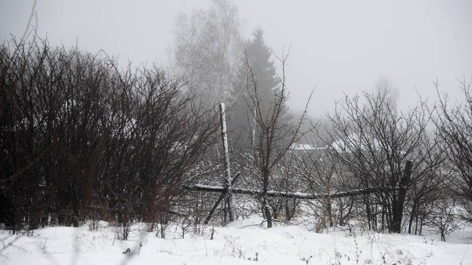 Туман и мокрый снег придут в Воронежскую область вечером 26 января