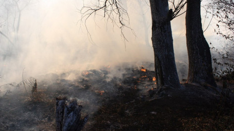 Ландшафтный пожар под Рамонью потушили спасатели из Воронежа и двух районов