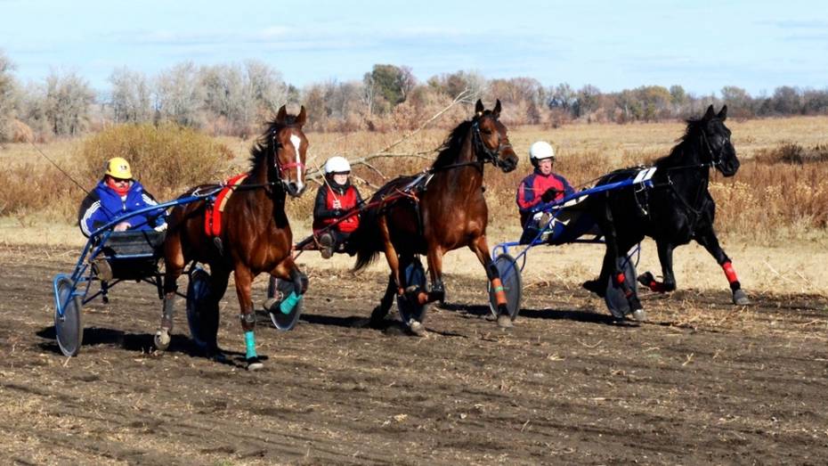 В калачеевском селе Ширяево прошли соревнования по конному спорту
