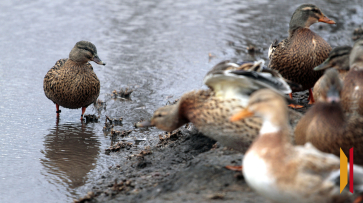 В Воронежской области прекратили выдачу разрешений на охоту на птиц