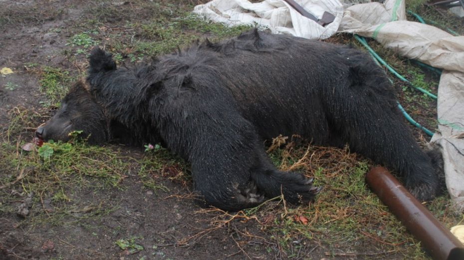 Ветеринары: «Напавший на пенсионера под Воронежем медведь не был бешеным»