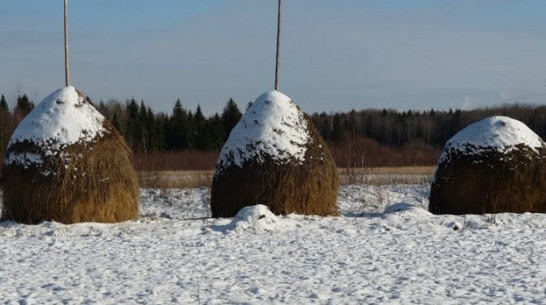 В Рамонском районе пьяная компания сожгла более тонны сена