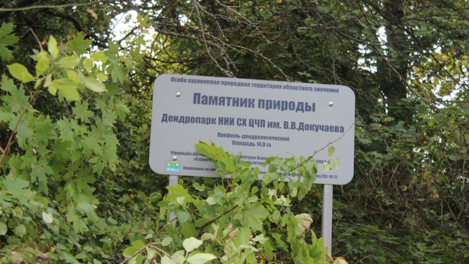 В таловском дендропарке имени Докучаева впервые за 45 лет проведут санитарную рубку