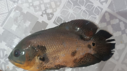 В водохранилище Нововоронежа выловили рыбу из Южной Америки