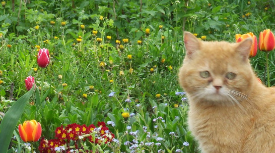 Синоптики предупредили о перепадах температуры в Воронежской области