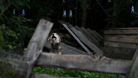 Мэрия Воронежа нашла место для собачьего приюта рядом с очистными сооружениями