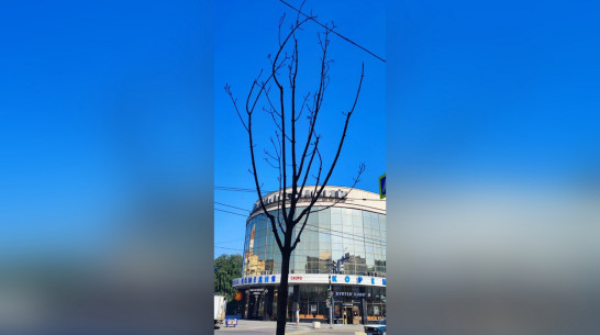 С проспекта Революции в Воронеже уберут 11 деревьев