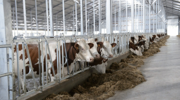 Крупнейший воронежский молочный комплекс достроят к марту 2016 года