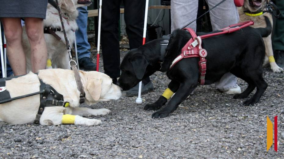 Воронежцам с нарушениями зрения будут выплачивать 60 тыс рублей на содержание собак-поводырей