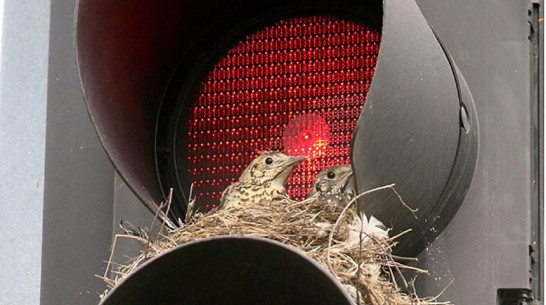 Совместно с горожанами  орнитологи подготовили Атлас гнездящихся птиц Воронежа