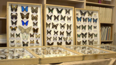 В воронежской библиотеке имени Короленко открылась выставка насекомых
