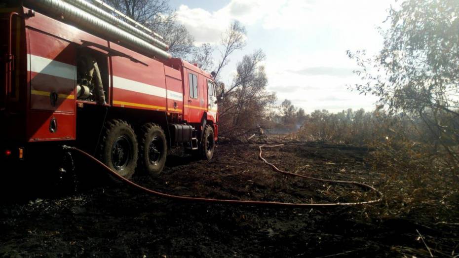 Пожар в Воронеже, с которым боролись больше недели, могли устроить рыбаки