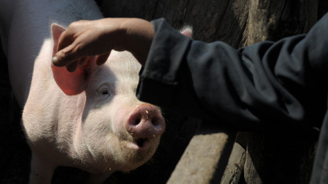 «У свиньи и человека много общего». Воронежский биолог – о символе 2019 года