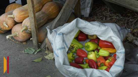 Богучарский зооуголок попросил поделиться урожаем для кормления животных и птиц