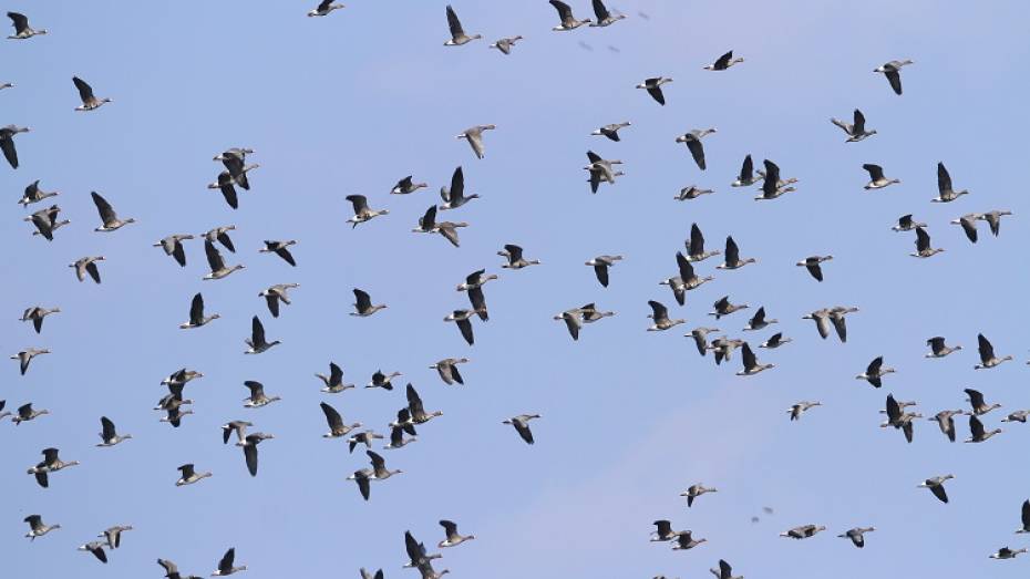 В Воронежском заповеднике сфотографировали стаю диких гусей