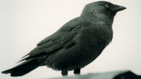 В Воронеже галки и вороны отравились ядом для грызунов