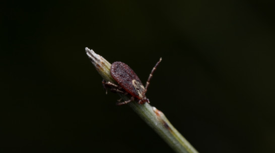 За неделю в Воронеже от укусов клещей пострадали 19 человек