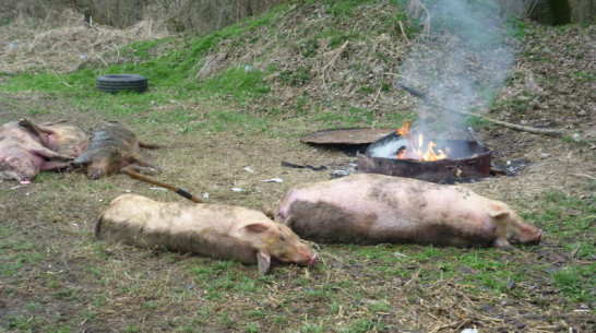 Россельхознадзор: Африканскую чуму свиней могли занести в Богучарский район из Ростовской области