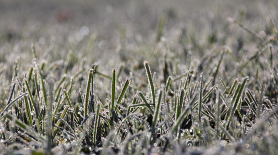 В Воронежской области из-за заморозков объявили штормовое предупреждение