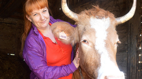 Жительница Репьевского района получила в подарок от соцзащиты корову