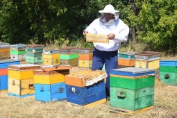 Пчеловоды из 6 районов создали областной кооператив «Воронежские пасеки»