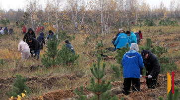 В Воронежской области в 2026 году посадят 1929 га леса