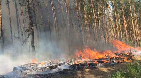 Под Воронежем загорелся лес