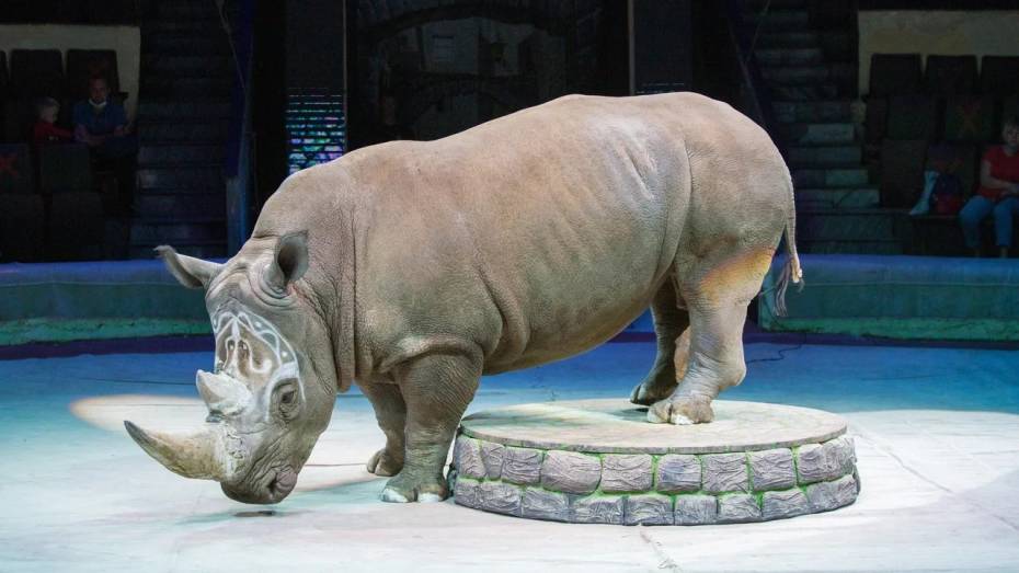 Номер с единственным в мире дрессированным носорогом покажут в Воронежском цирке