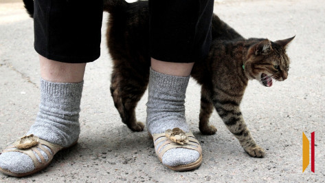 В Калаче Воронежской области отменили карантин по бешенству
