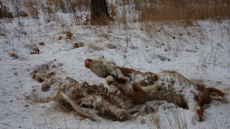 В Аннинском районе нашли кости теленка, присыпанные навозом    