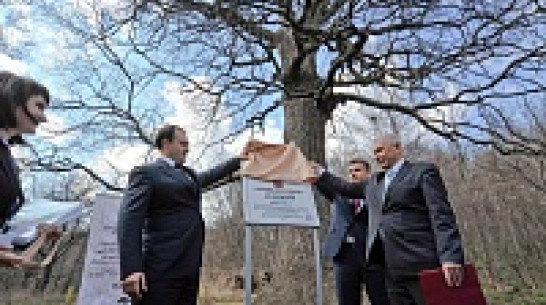 Воронежскому дубу вручили «паспорт» памятника живой природы всероссийского значения