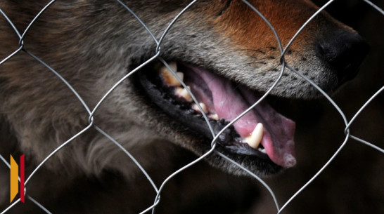 В воронежском селе установят трехмесячный карантин по бешенству животных