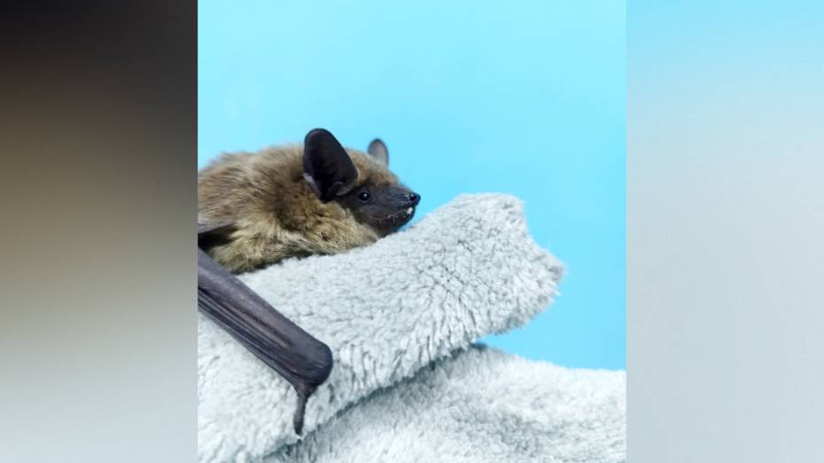 В Воронеже судебные приставы спасли летучую мышь Марусю