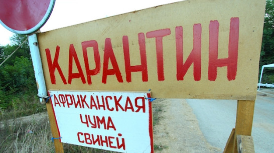 В Богучарском районе обнаружены новые очаги африканской чумы свиней