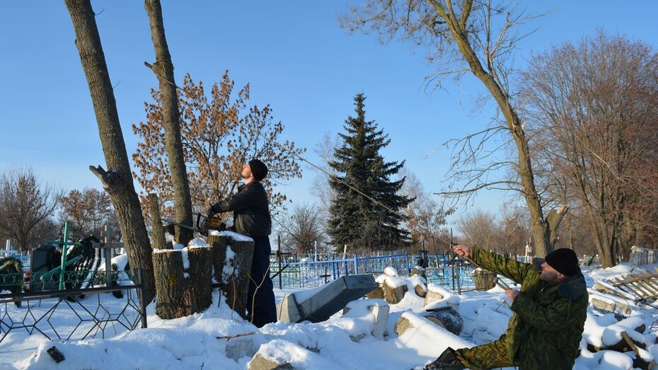 Общественники нижнедевицкого села Першино спилили 50 аварийных деревьев