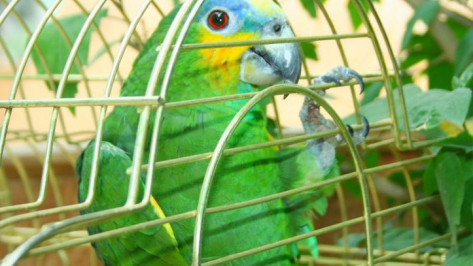 Под Воронежем сторож зоопарка угнал автомобиль и обокрал сейф