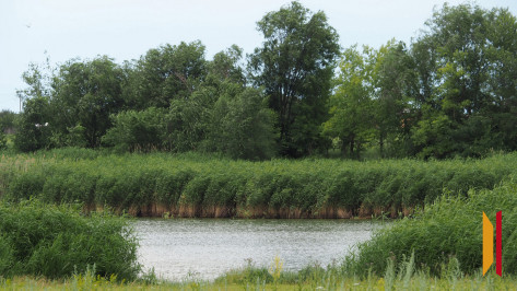 На воронежской турбазе в пруду утонул 51-летний мужчина