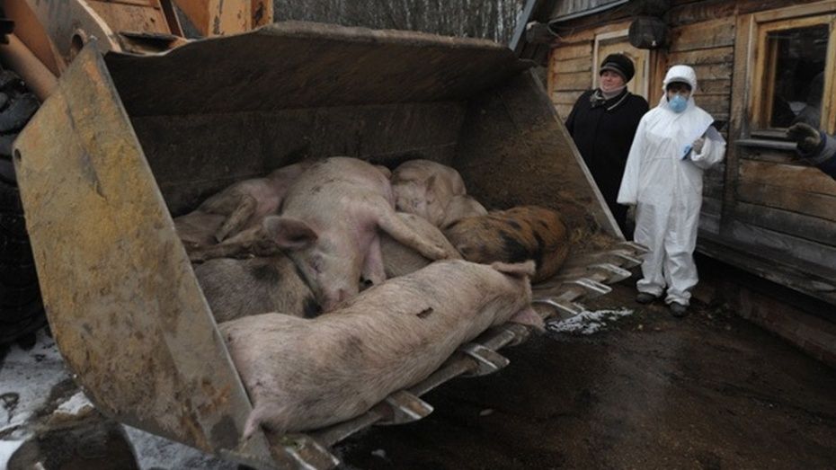 Во втором очаге АЧС уничтожили почти половину поголовья свиней